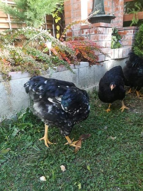  - Wyandotte negru bobat