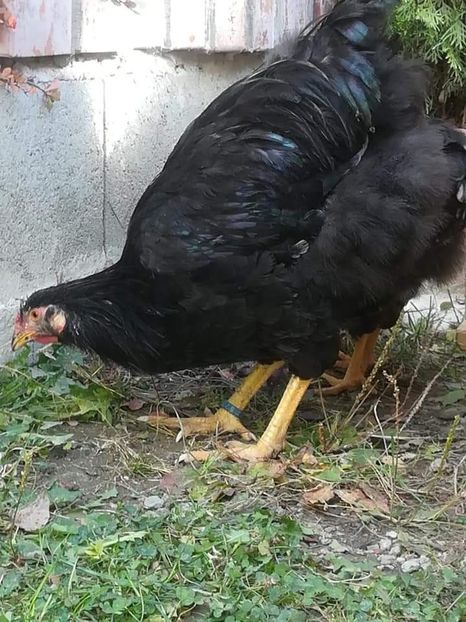  - Wyandotte negru bobat