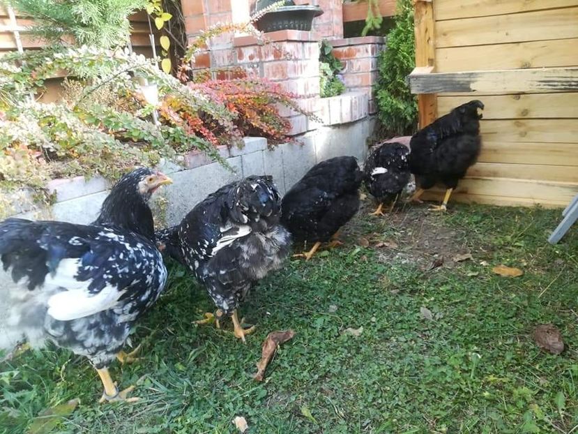  - Wyandotte negru bobat