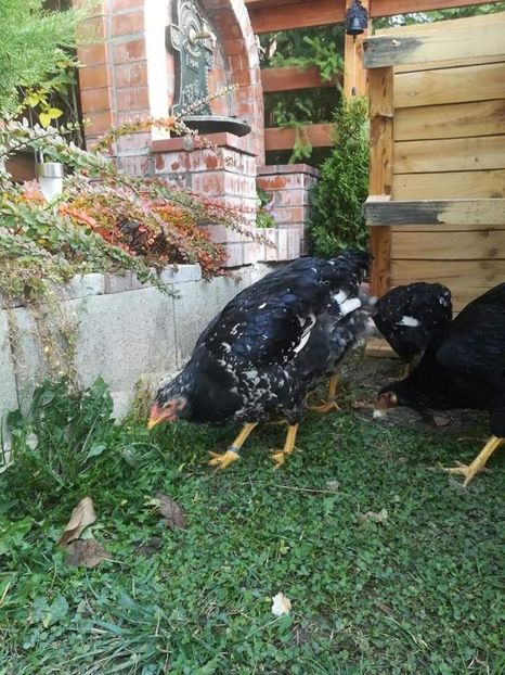  - Wyandotte negru bobat