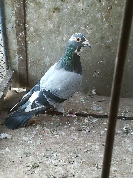 vandut - porumbei de vanzare