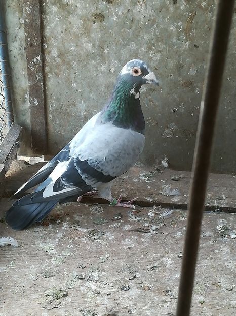  - porumbei de vanzare