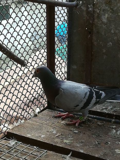  - porumbei de vanzare