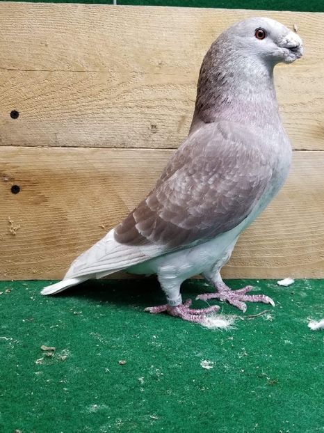 Cock - gift bird - Achizitii American show racer 2018