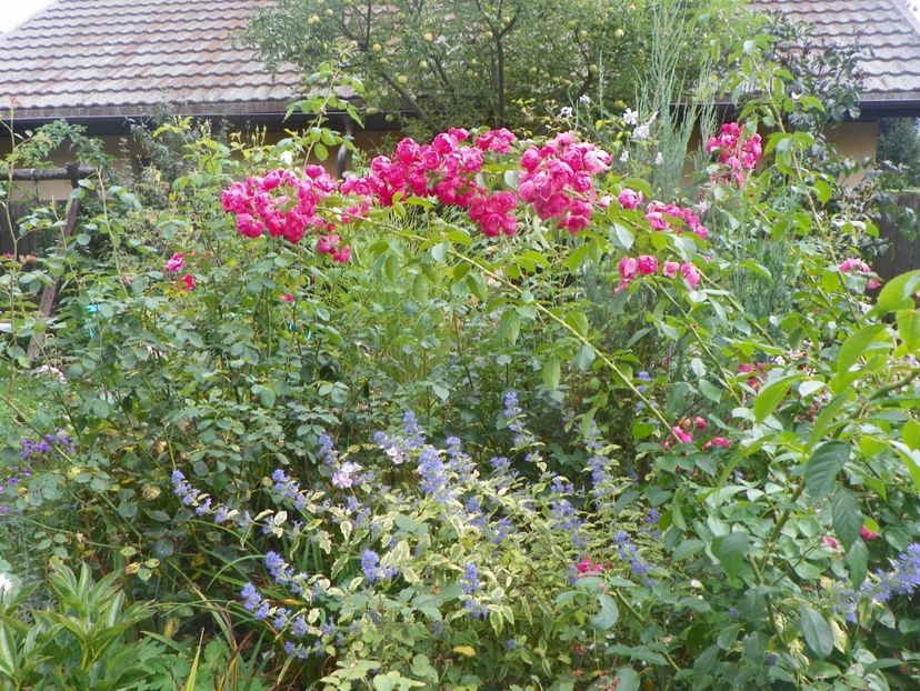 15 sept (3) - Toamna 2018