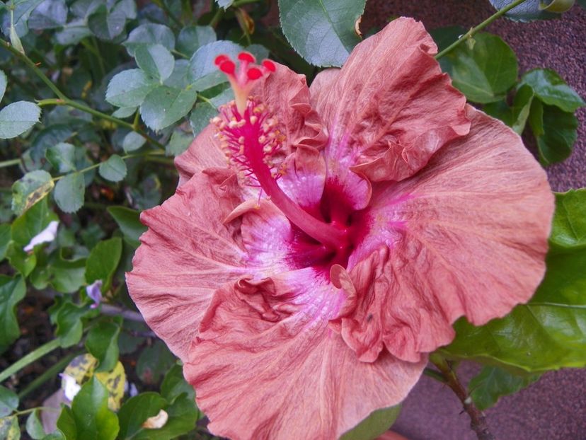 15 sept (19) - Toamna 2018