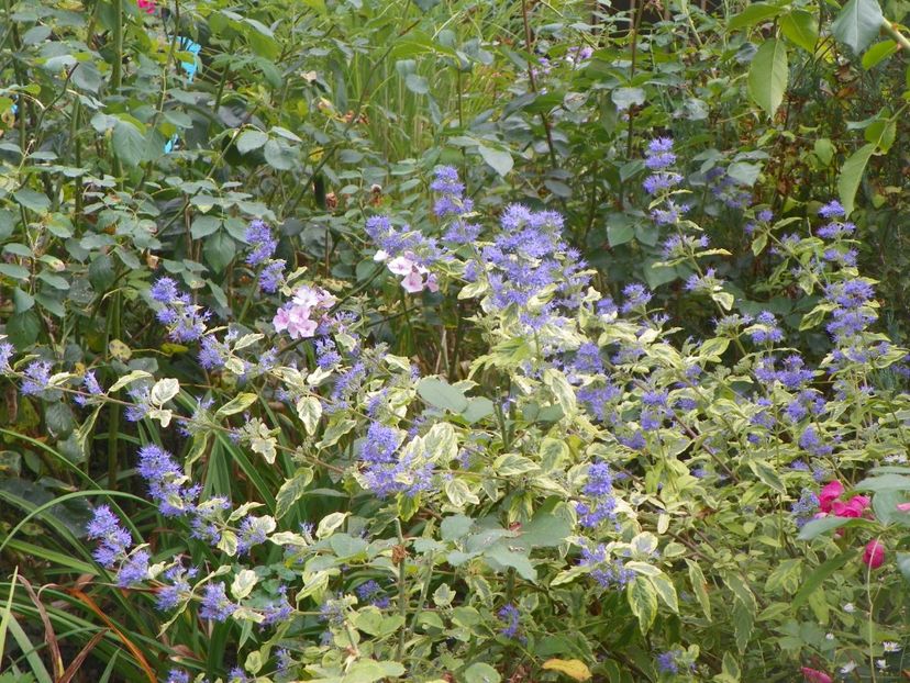 15 sept (4) - Copacei si arbusti 2018