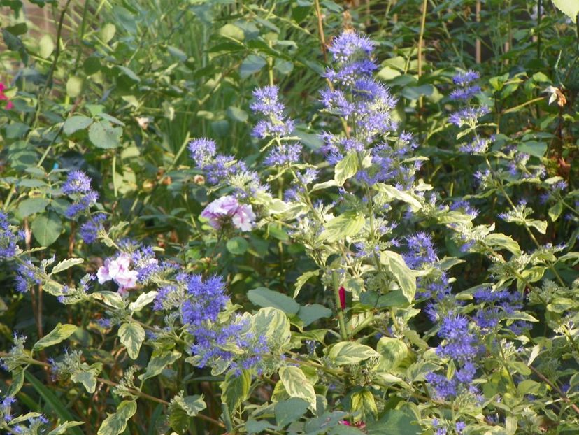 15 sept (21) - Copacei si arbusti 2018