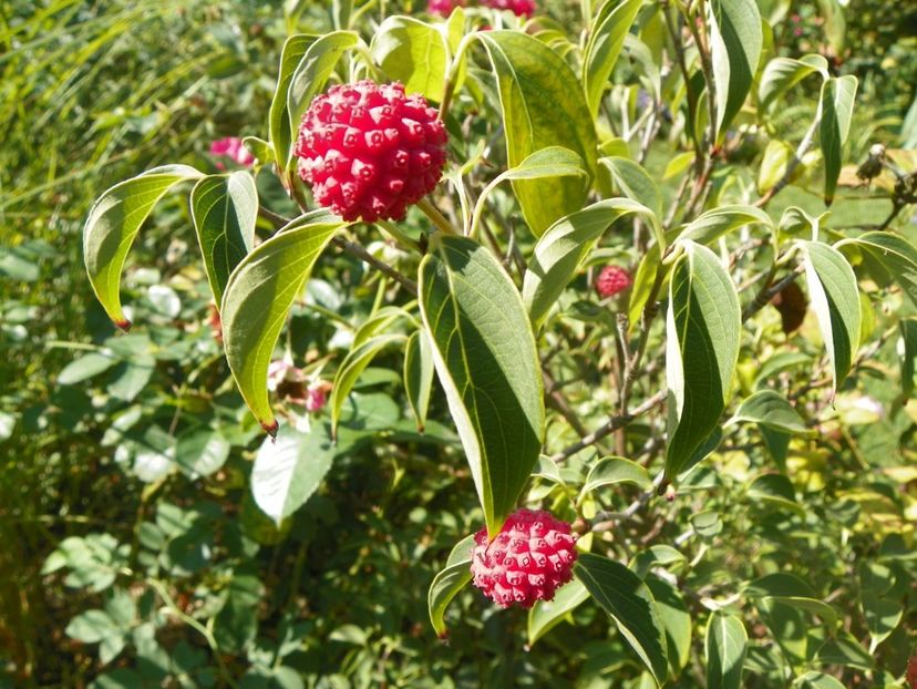 15 sept (27) - Copacei si arbusti 2018