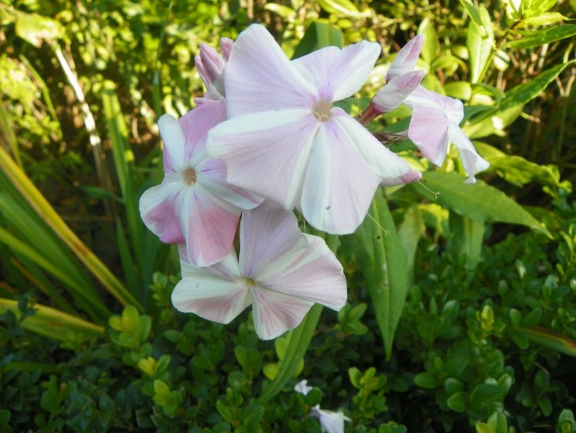 15 sept (10) - Phlox 2018