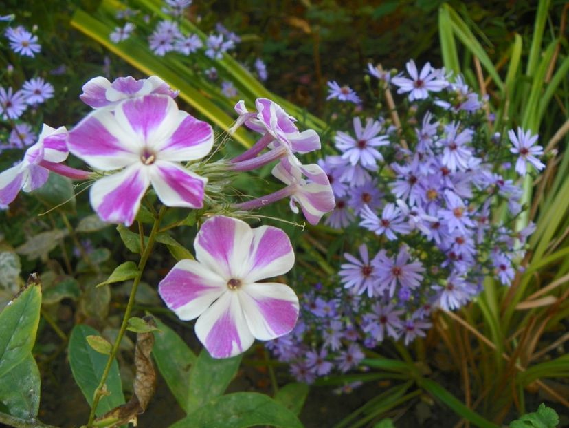15 sept (11) - Phlox 2018