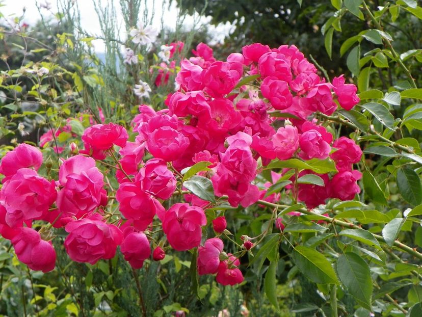 15 sept (5) - Trandafiri 2018 ii