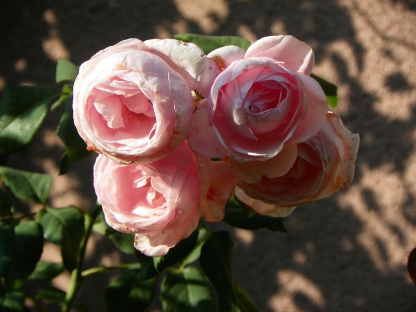 15 sept (16) - Trandafiri 2018 ii