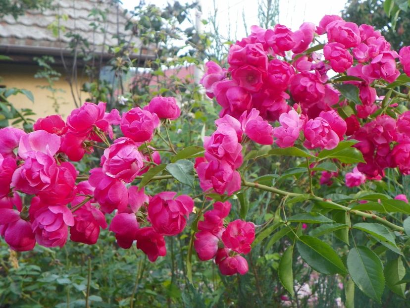 15 sept (22) - Trandafiri 2018 ii