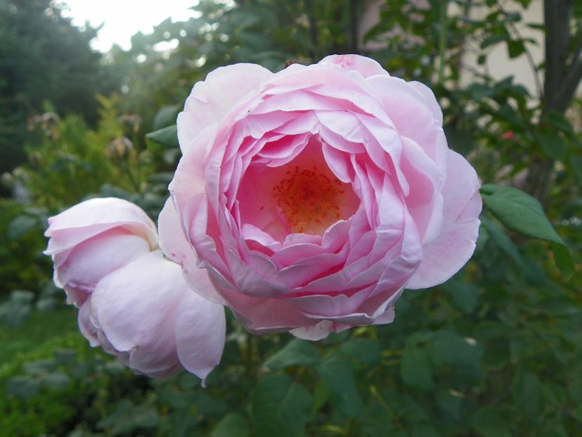 15 sept (25) - Trandafiri 2018 ii