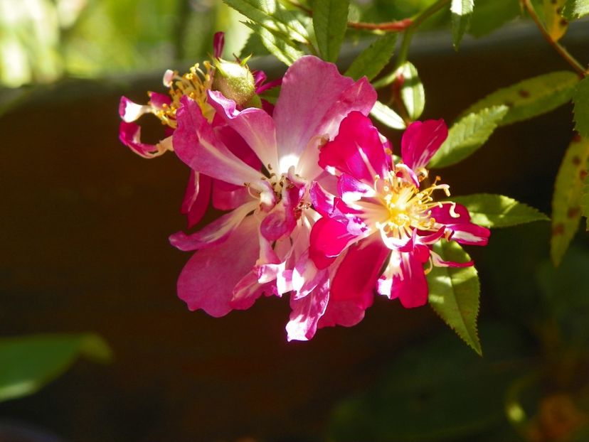 Lavender Friendship - Trandafiri 2018 ii