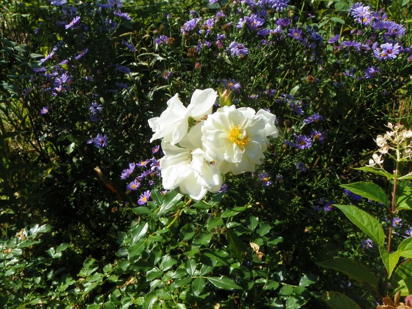 15 sept (28) - Trandafiri 2018 ii