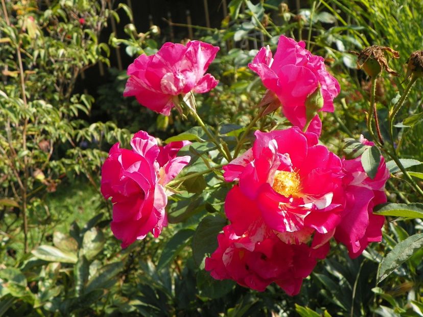 23 sept (47) - Trandafiri 2018 ii