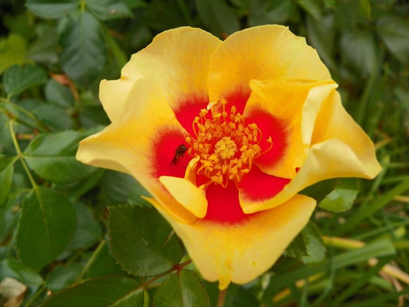 23 sept (163) - Trandafiri 2018 ii