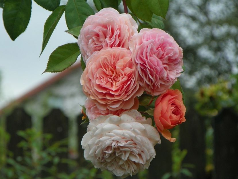 23 sept (164) - Trandafiri 2018 ii