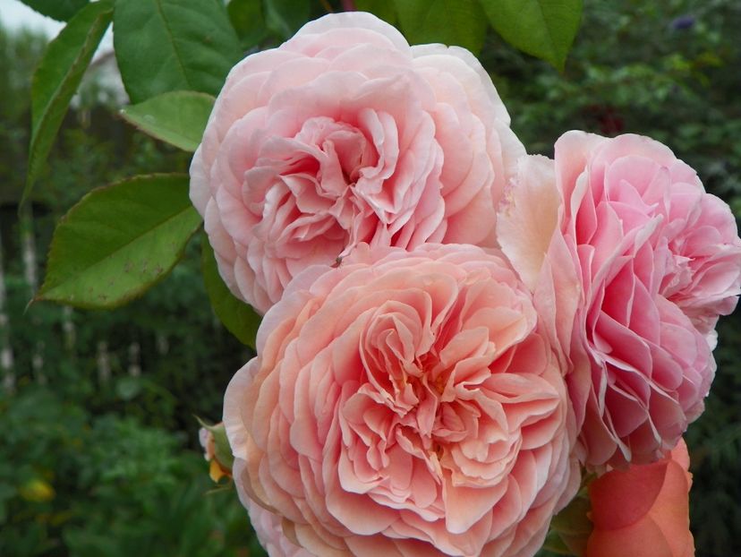 23 sept (167) - Trandafiri 2018 ii