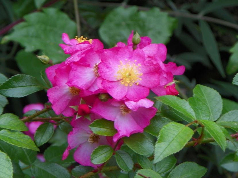 23 sept (168) - Trandafiri 2018 ii