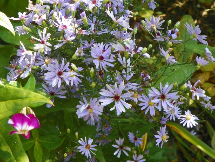 23 sept (45) - Toamna 2018