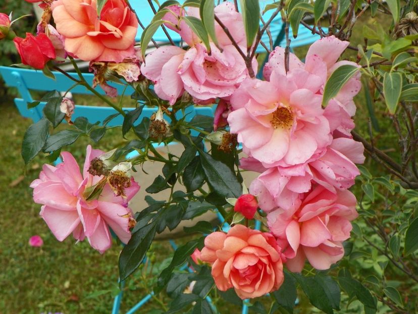 23 sept (173) - Trandafiri 2018 ii