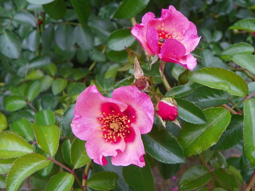 23 sept (177) - Trandafiri 2018 ii