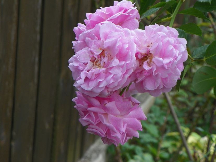 23 sept (178) - Trandafiri 2018 ii