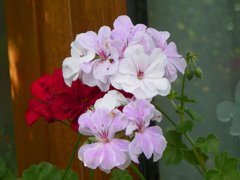 23 sept (55) - Toamna 2018