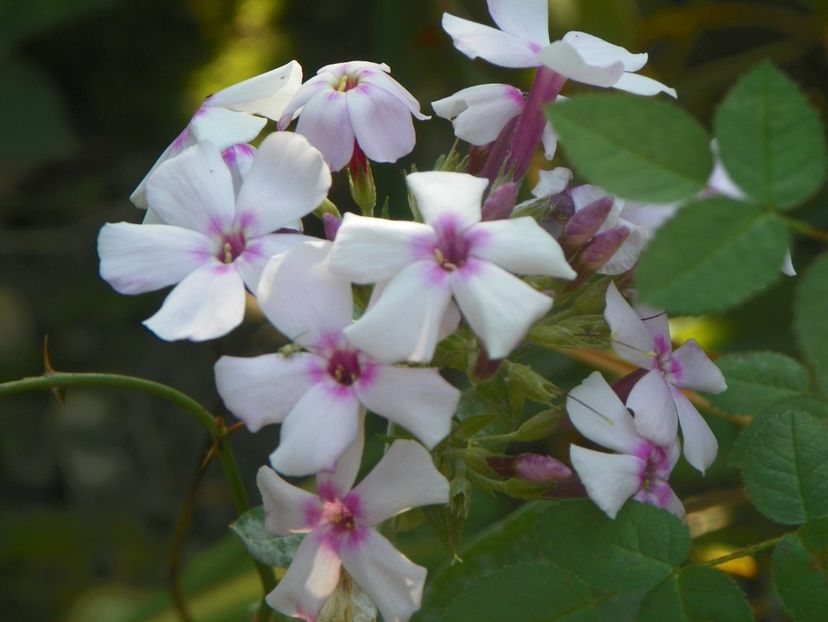 15 oct (16) - Phlox 2018