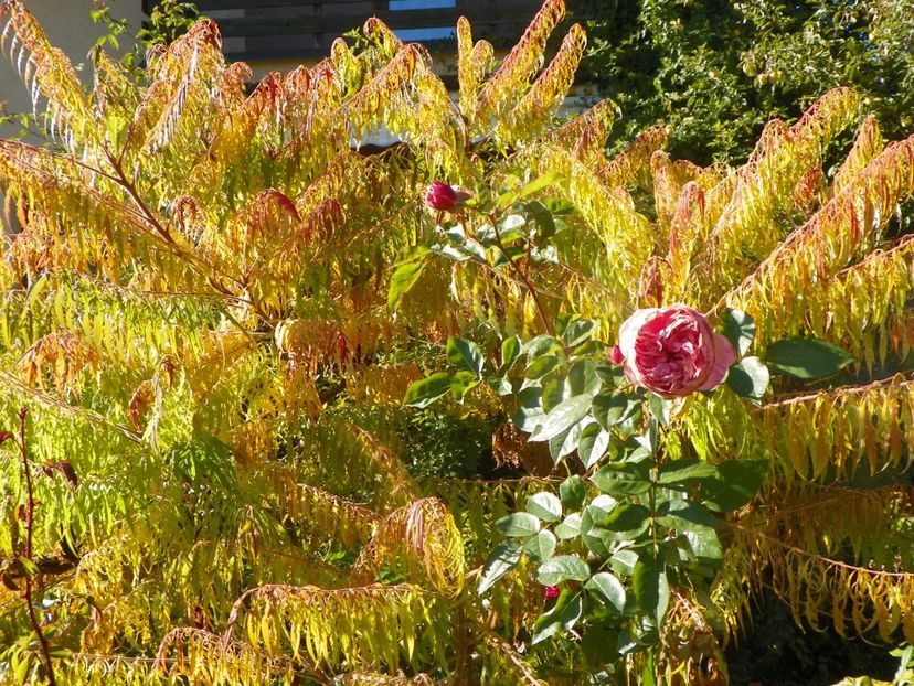 15 oct (4) - Copacei si arbusti 2018