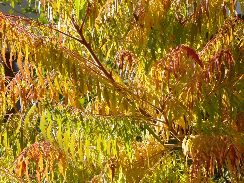 15 oct (5) - Copacei si arbusti 2018