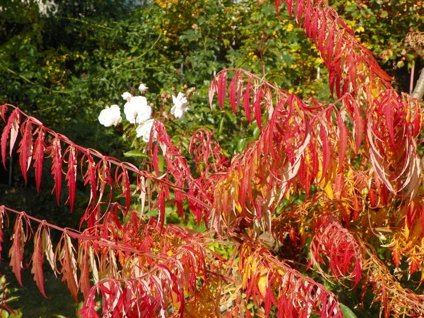 15 oct (7) - Copacei si arbusti 2018