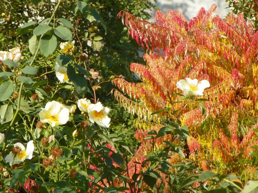 15 oct (13) - Copacei si arbusti 2018