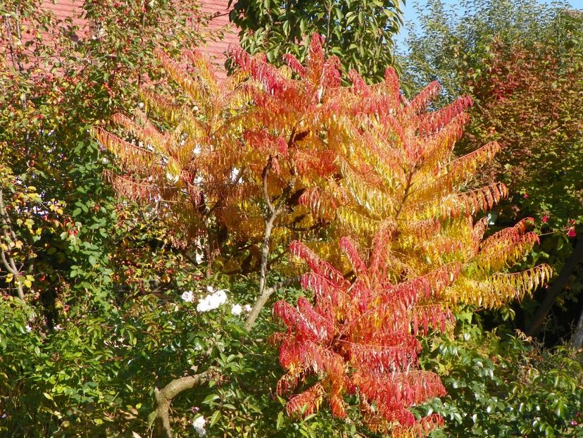 15 oct (32) - Copacei si arbusti 2018