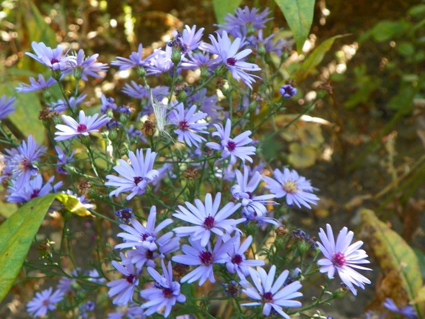 15 oct (22) - Toamna 2018