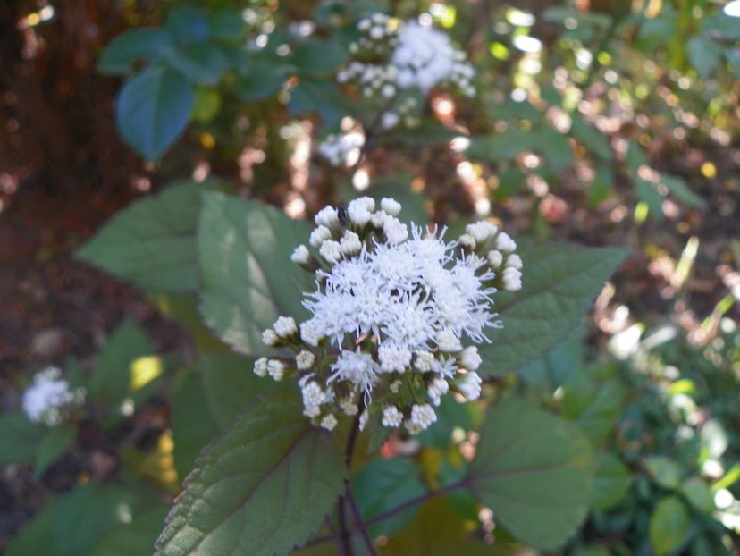 15 oct (27) - Toamna 2018