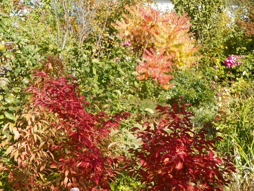 15 oct (39) - Copacei si arbusti 2018