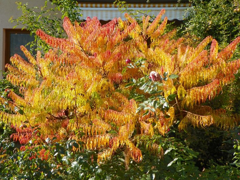 15 oct (40) - Copacei si arbusti 2018