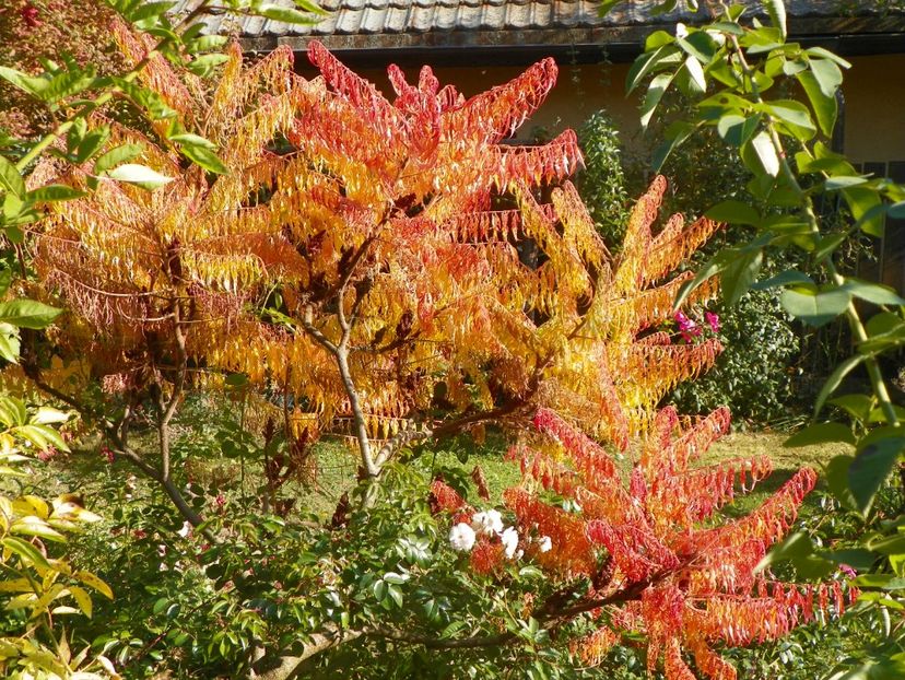 15 oct (42) - Copacei si arbusti 2018