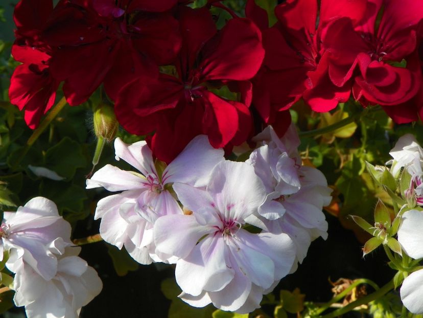 15 oct (29) - Toamna 2018