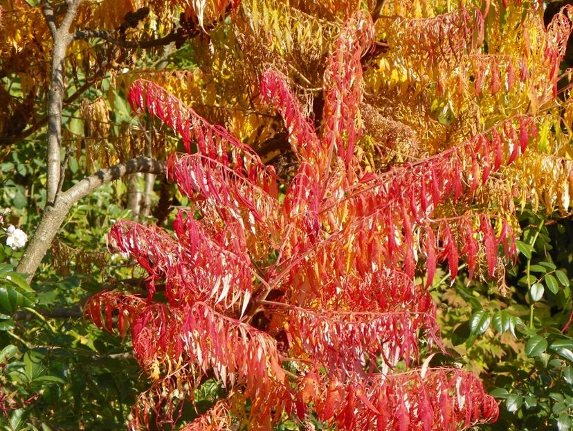 15 oct (43) - Copacei si arbusti 2018