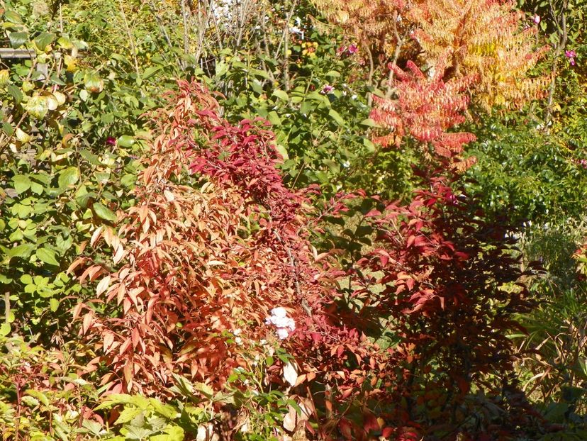 15 oct (47) - Copacei si arbusti 2018