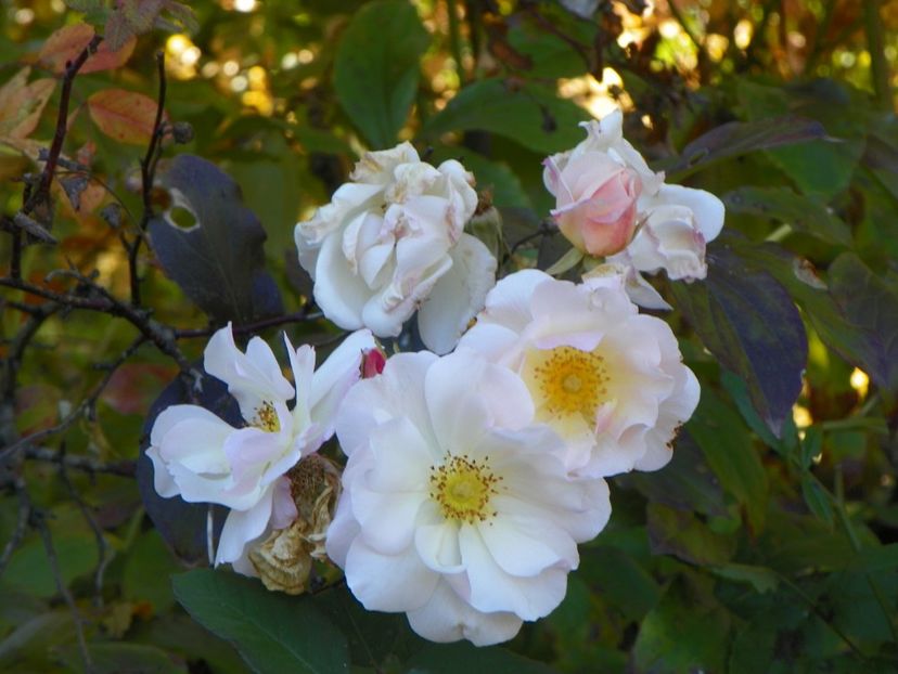 15 oct (6) - Trandafiri 2018 ii