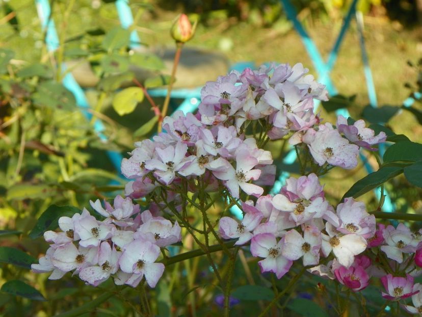 15 oct (12) - Trandafiri 2018 ii