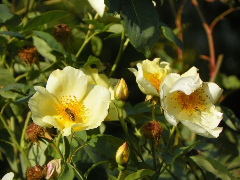 15 oct (14) - Trandafiri 2018 ii