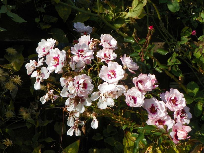 15 oct (17) - Trandafiri 2018 ii