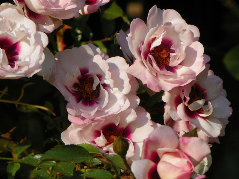 15 oct (18) - Trandafiri 2018 ii